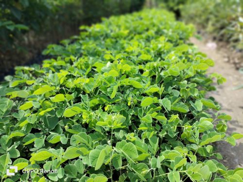 Cây xanh đô thị