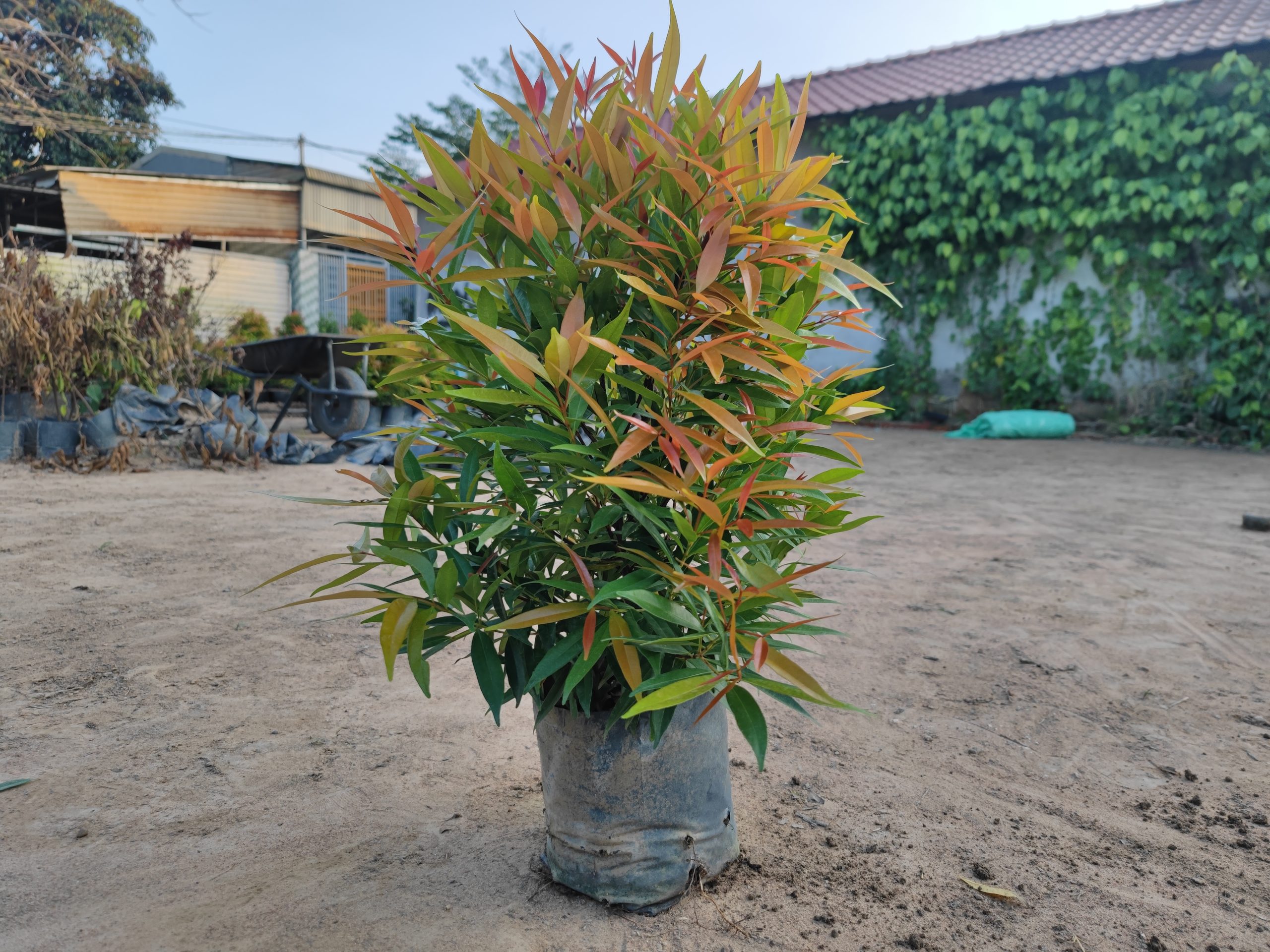 cây hồng lộc trang trí sân vườn