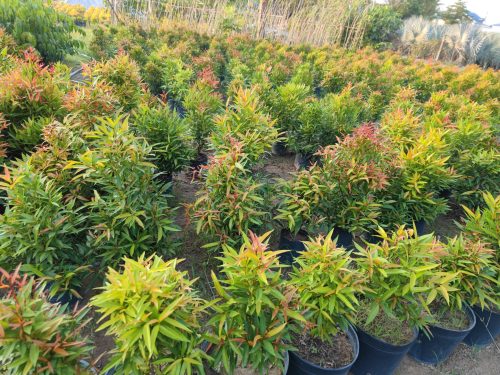 Cây trang trí sân vườn