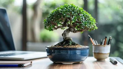 Cây văn phòng